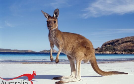 australian want AIP (1)